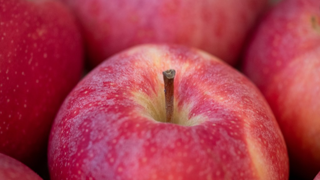 هل يمكن للكلاب أن تأكل فطائر التفاح؟